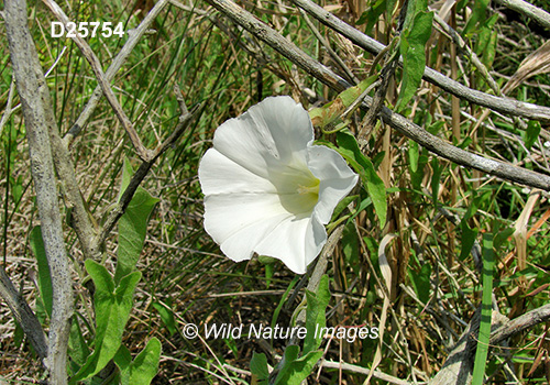 Saltmarsh Morning-Glory (Ipomoea sagittata)